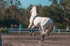 Lipizzan Stallions - Myakka City, Florida