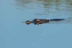 Alligator - Venice Rookery, Florida