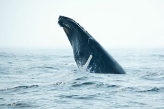 Humpback Whale - Brier Island, Nova Scotia