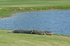 Alligator - Sarasota, Florida