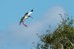 Ibis - Venice Rookery, Florida