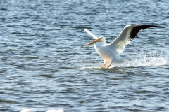 White Pelican - Cortez, Florida