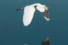 Great Egret - Venice Rookery, Florida