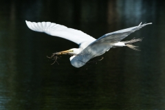 Great Egret - Venice Rookery, Florida
