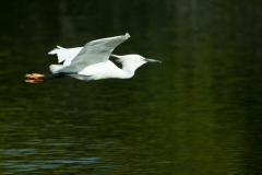 Snowy Egret - Venice Rookery, Florida