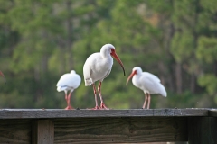 White Ibis - Sarasota, Florida