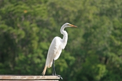 Great Egret - Sarasota, Florida