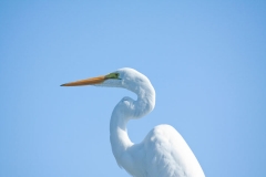 Great Egret - Cortez, Florida