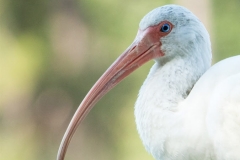 White Ibis - Sarasota, Florida