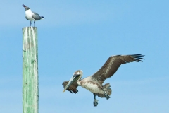 Brown Pelican - Cortez, Florida