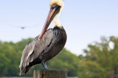 Brown Pelican - Ponce de Leon Park, Punta Gorda, Florida