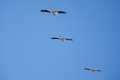 White Pelican - Cortez, Florida