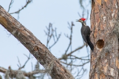 Pileated Woodpecker - Bradenton, Florida