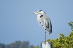 Great Blue Heron - Cortez, Florida