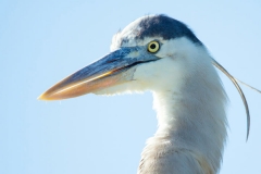 Great Blue Heron - Cortez, Florida
