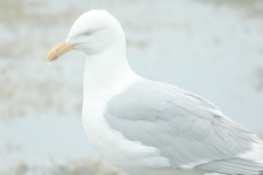 Herring Gull - Cape Sable Island, Nova Scotia